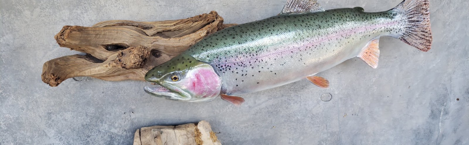 Rainbow trout mount on driftwood made by Shiloh Taxidermy
