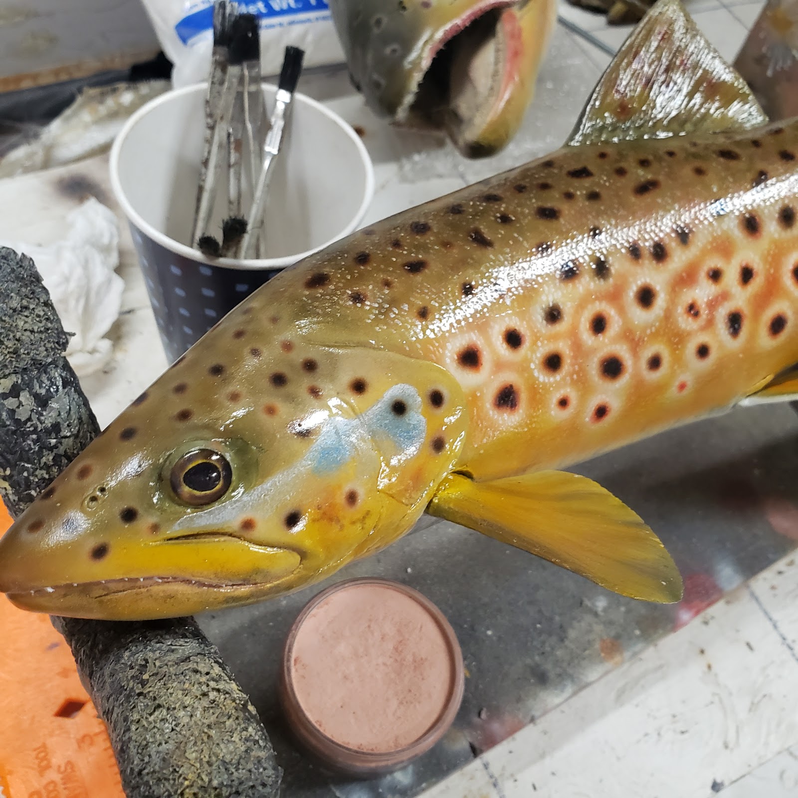 Brown trout mount being detailed on the Shiloh Taxidermy workbench